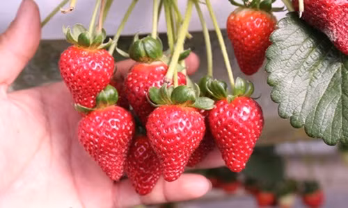 Có ngày dâu tây chín rộ, khu vườn cho thu tới 1,5 tấn quả. Ảnh: Dân Việt.