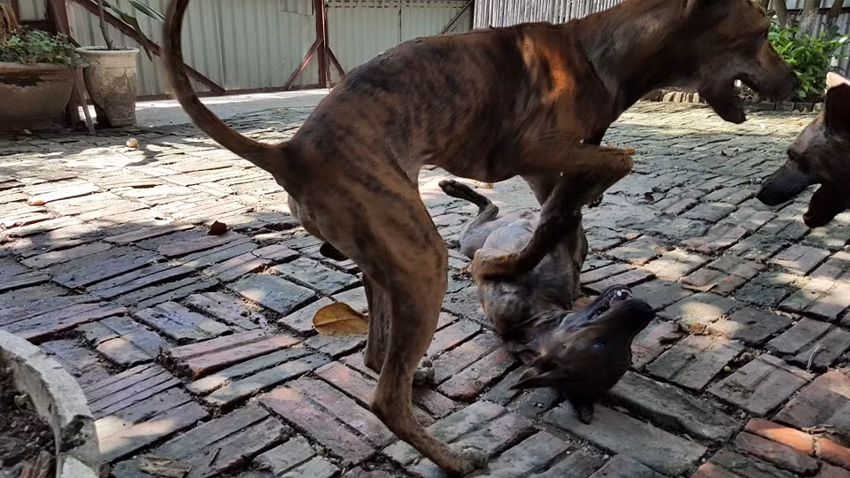 Có thời điểm, trang trại của anh lên tới 100 con chó. Ảnh: FB Trại chó Phú quốc tại Hà nội.