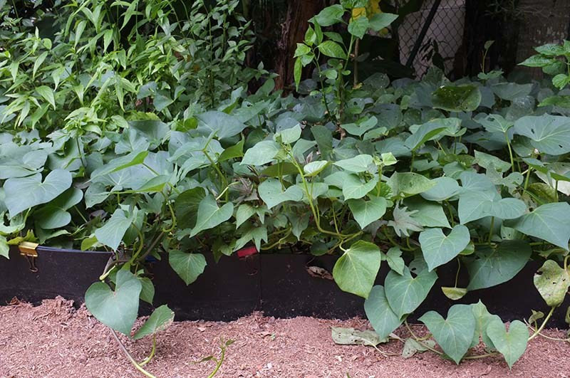 Rau khoai lang xanh tốt.