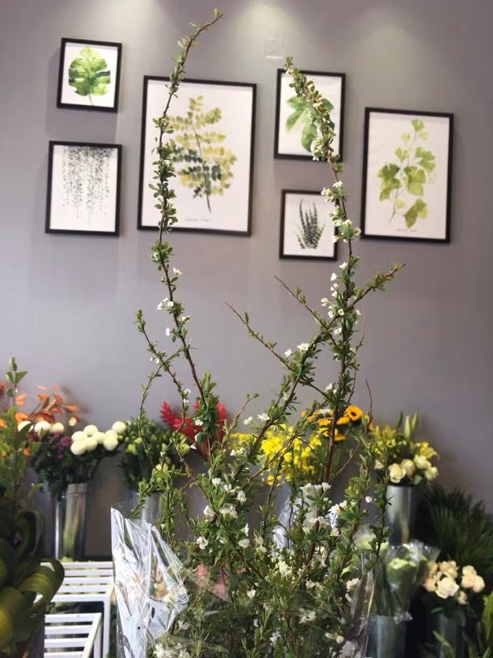 Thời gian gần đây, xu hướng chơi hoa nhập khẩu ngày Tết được nhiều người Việt ưa chuộng. Thị trường cây cảnh Tết Nguyên đán năm nay xuất hiện hoa tuyết mai - loài hoa đặc trưng của Trung Quốc. Ảnh: Shop Hoa Cát Tường.