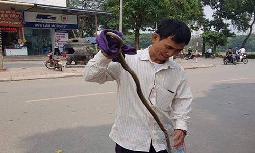 Con rắn được ông Lai bắt được. Ảnh Faceboook