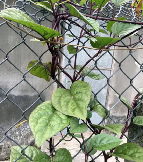 Cũng như mồng tơi thông thường, mồng tơi tím thuộc họ leo quấn, thân mập, có tuổi thọ từ 2-3 năm. Ảnh: Dân Việt.
