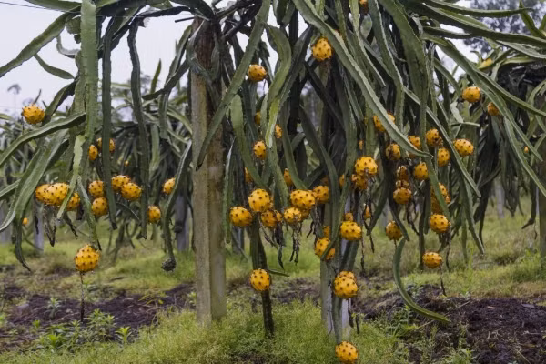 Thanh long vỏ vàng thường được thu hoạch trong mùa hè và mùa thu. Ảnh: Hatgionghoa.