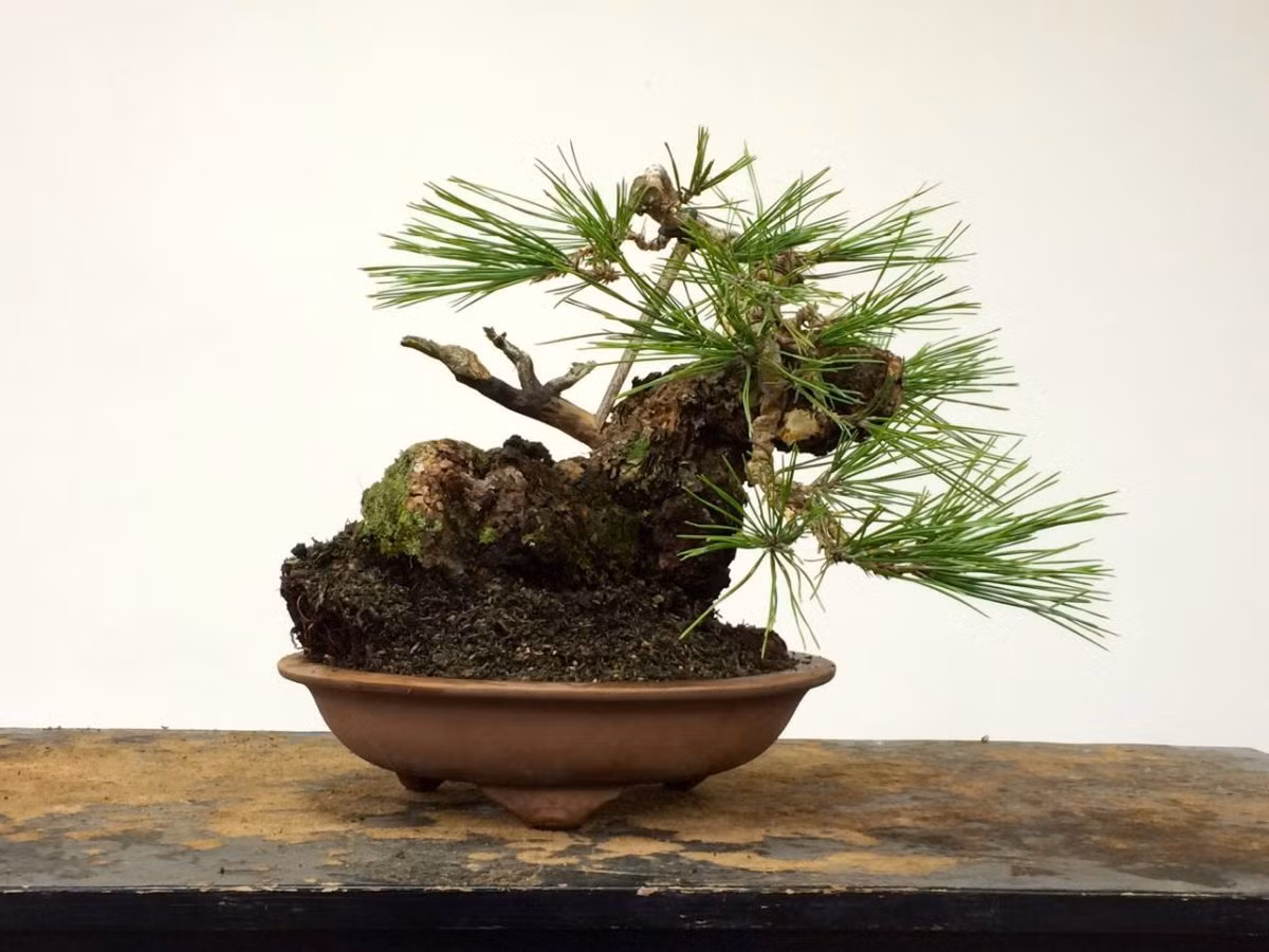 Do lá xanh quanh năm nên nghệ nhân bonsai phải cắt tỉa thường xuyên để hạn chế sự phát triển quá mức của cây. Ảnh: Crataegus Bonsai.