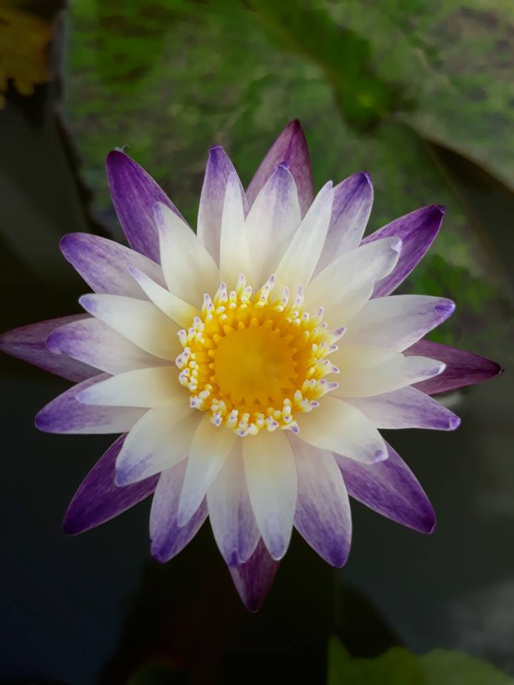 Trong khi hoa súng bình thường nở vào mùa hè thì hoa súng đổi màu nở gần như quanh năm. Ảnh: Hatgionghoa.