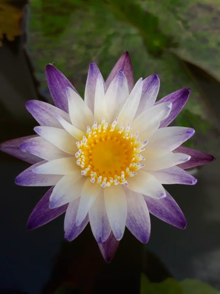 Trong khi hoa súng bình thường nở vào mùa hè thì hoa súng đổi màu nở gần như quanh năm. Ảnh: Hatgionghoa.