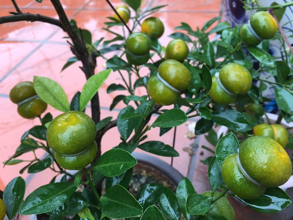 Mới lạ, giá phải chăng lại mang ý nghĩa may mắn, quất hồ lô đang được nhiều khách hàng lựa chọn để chơi Tết 2018. Ảnh: FB Quất cảnh.