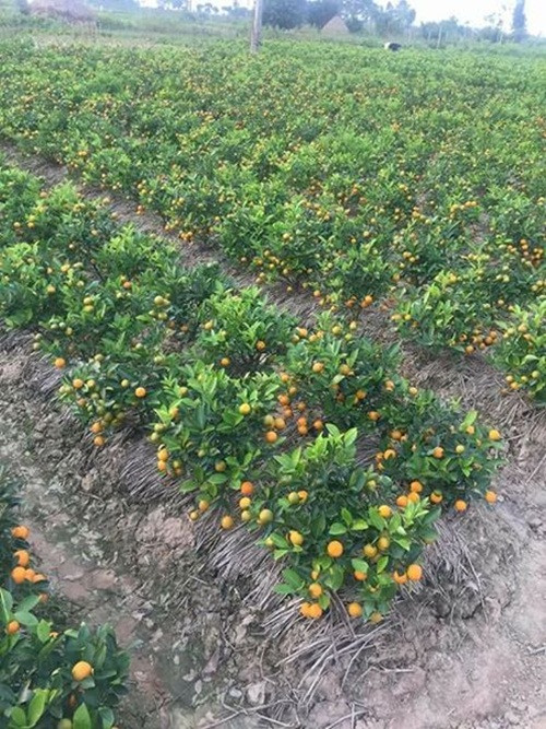 Những ngày cận Tết Nguyên đán, thị trường cây cảnh nói chung và quất cảnh nói riêng lại trở nên sôi động hơn bao giờ hết. Ảnh: FB Trang Cherry.