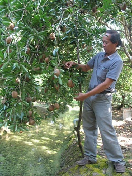Hồng xiêm Tiền Giang tập trung chủ yếu ở các xã ven sông Tiền thuộc huyện Châu Thành và Cai Lậy. Ảnh: Tiền giang.