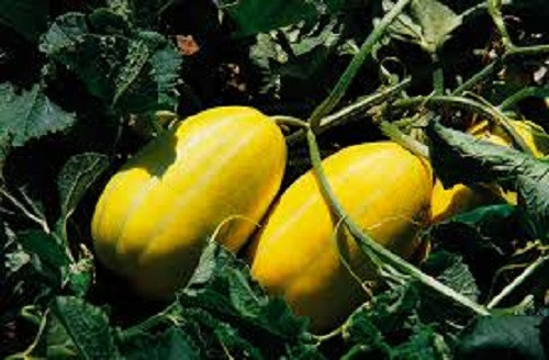 Dưa lê Hàn Quốc không cần làm giàn. Quả mọc dải trên mặt đất. Ảnh: Jbnews.