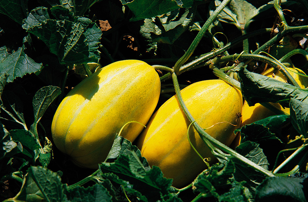 Sau khi hái, dưa lê được để nơi thoáng mát thêm một, hai ngày để tăng phẩm chất và hương vị của dưa. Ảnh: Hampyeong.jares.