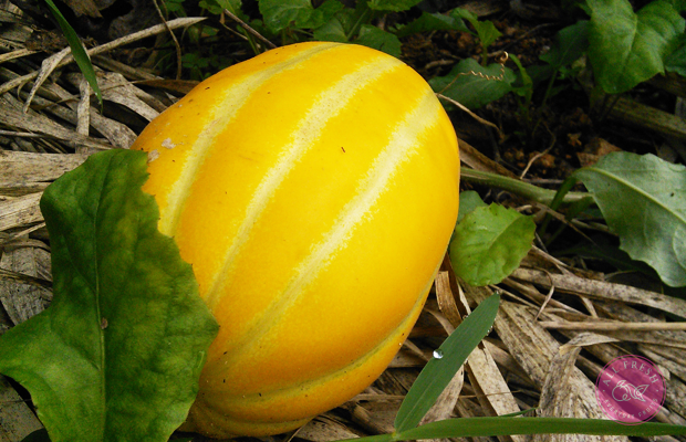 Giống dưa này được trồng quanh năm và phát triển tốt nhất ở nhiệt độ 16 - 29 độ C. Ảnh: Tistory.