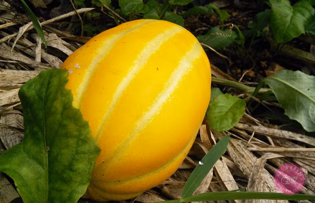 Giống dưa này được trồng quanh năm và phát triển tốt nhất ở nhiệt độ 16 - 29 độ C. Ảnh: Tistory.