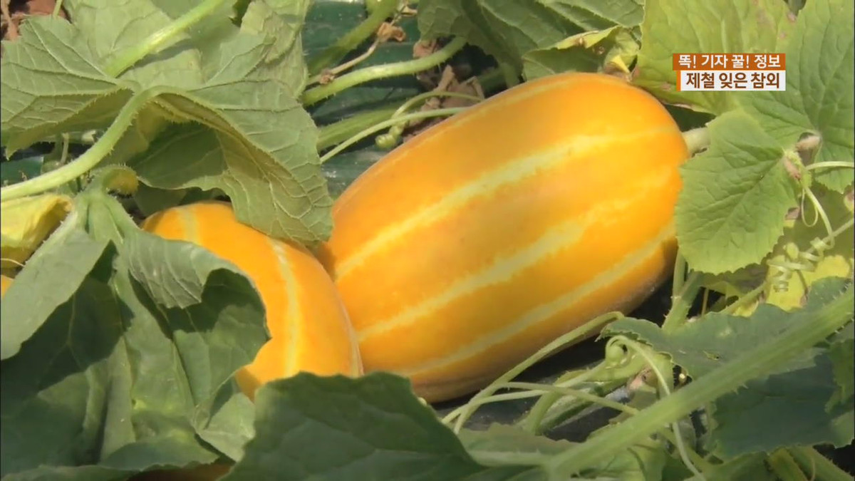 Từ khi trồng dưa lê cho đến khi thu hoạch khoảng 70 - 80 ngày. Ảnh: Tistory.