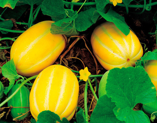 Khi vỏ quả chuyển sang màu vàng đậm sáng bóng là lúc dưa lê đạt chất lượng cao nhất. Ảnh: Tistory.