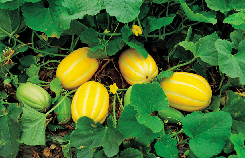 Dưa lê Hàn Quốc cầm chắc tay, trọng lượng trung bình từ 200 - 250g. Ảnh: Seedream.