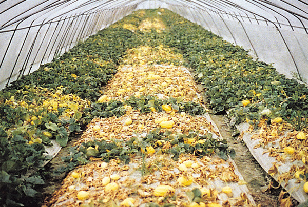 Tại Hàn Quốc, dưa lê được trồng phần lớn trong nhà màng, xung quanh có lưới ngăn côn trùng. Ảnh: Hampyeong.jares.