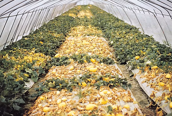 Tại Hàn Quốc, dưa lê được trồng phần lớn trong nhà màng, xung quanh có lưới ngăn côn trùng. Ảnh: Hampyeong.jares.