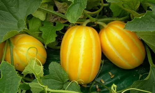 Đây là giống dưa phổ biến ở Hàn Quốc, hình bầu dục, vỏ màu vàng tươi. Ảnh: Blog.daum.