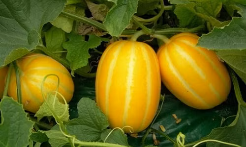 Đây là giống dưa phổ biến ở Hàn Quốc, hình bầu dục, vỏ màu vàng tươi. Ảnh: Blog.daum.