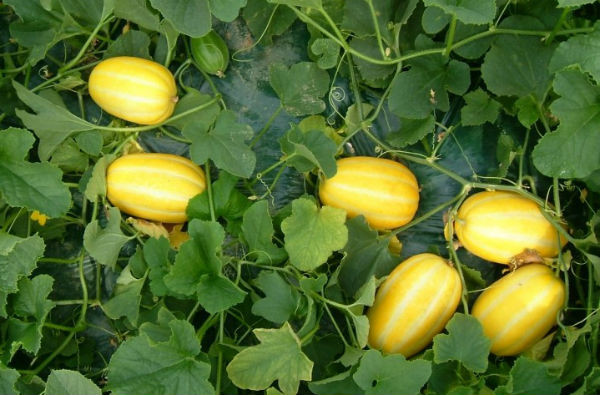 Thịt dưa có vị ngọt rất tự nhiên, vị giòn chắc, hạt nhỏ màu trắng. Ảnh: Ycehn.