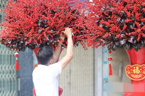 Đây là loài hoa nhập khẩu từ Hà Lan. Bình cao khoảng 2 mét. Ảnh: Infonet.