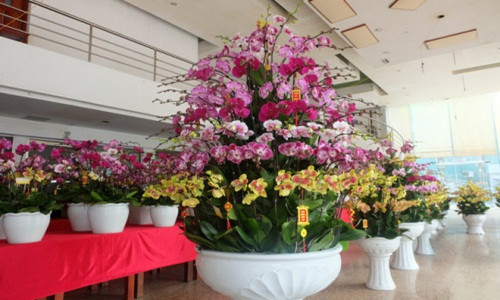 Chậu lan hồ điệp 7 tầng xen kẽ các màu vàng, trắng, hồng… có giá 40 triệu đồng. Ảnh: Nhịp sống kinh tế.