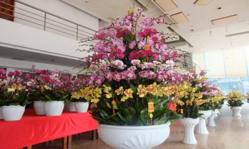 Chậu lan hồ điệp 7 tầng xen kẽ các màu vàng, trắng, hồng… có giá 40 triệu đồng. Ảnh: Nhịp sống kinh tế.