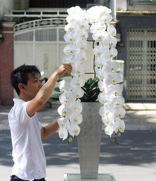 Chậu lan nữ hoàng gồm 2 cành, mỗi cành 23-24 bông, có giá khoảng 25-30 triệu đồng. Ảnh: Infonet.