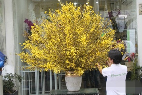 Bình hoa mai Mỹ nhập khẩu có giá bán 70 triệu đồng. Ảnh: Infonet.