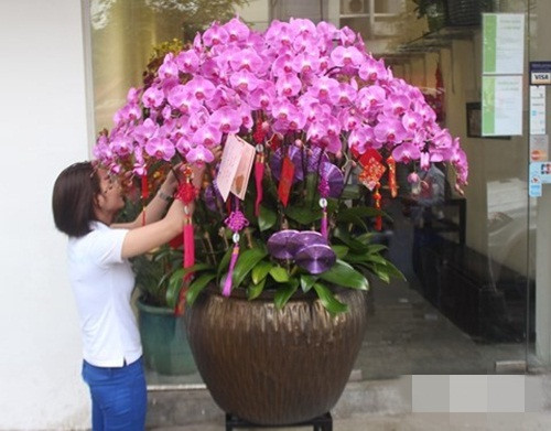 Trong khi đó, chậu lan hồ điệp nhỏ có giá 15 triệu đồng/chậu. Ảnh: Infonet.