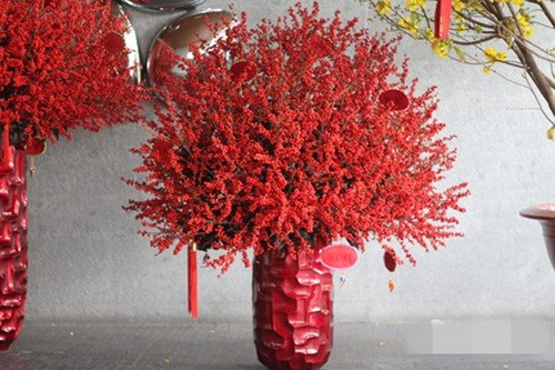 Thông thường, một cành đông đào cao khoảng 1 mét có giá khoảng từ 400.000 – 800.000 đồng. Ảnh: Infonet.