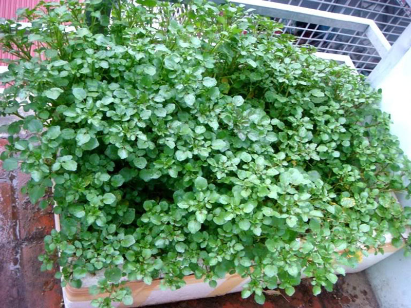 Bên cạnh các loại cải ngọt, cải canh, bạn có thể trồng cải xoong trên đất bùn hoặc trồng bằng cành trên đất khô. Ảnh: KH &amp; PT.