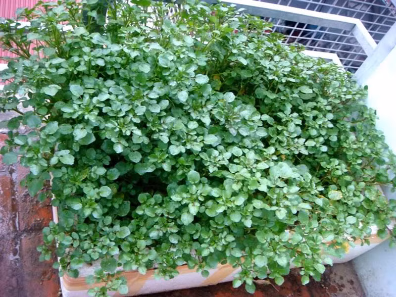 Bên cạnh các loại cải ngọt, cải canh, bạn có thể trồng cải xoong trên đất bùn hoặc trồng bằng cành trên đất khô. Ảnh: KH &amp; PT.