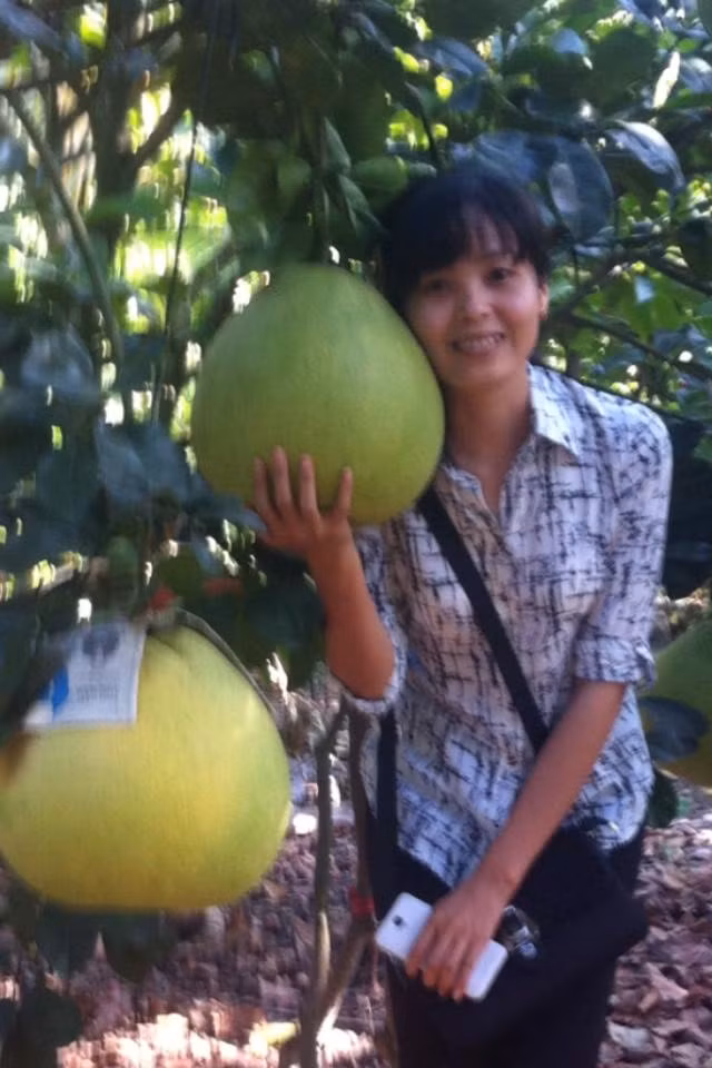 Mỗi gốc bưởi có từ 7 - 10 quả. Khi bưởi chín, ngả màu vàng rất đẹp. Ruột bưởi màu đỏ, múi to nhưng có vị chua hơn các loại bưởi khác. Ảnh: Lao động.