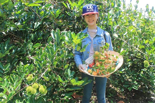 Vé vào vườn chỉ 40.000/người nhưng cũng giúp chủ vườn lãi cao hơn bán cho thương lái. Ảnh: Foody.