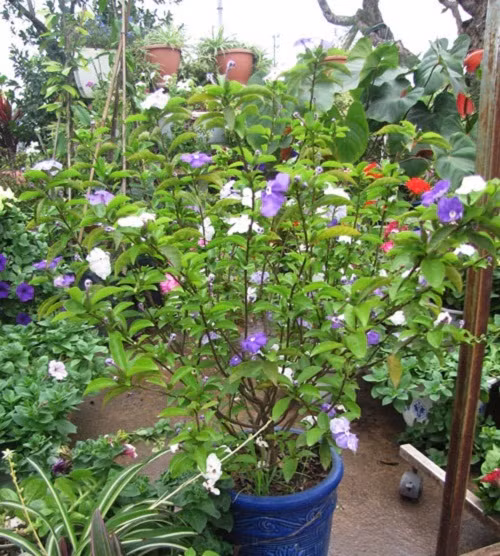 Cây hoa nhài Nhật trưởng thành cao từ 2 - 3 mét. Vỏ cây có những đường nứt dọc nhưng không sần sùi, thô ráp. Ảnh: Blogcaycanh.