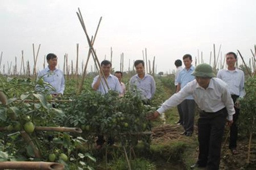 Đến cuối vụ, cây cà chua vẫn phát triển tốt, cho quả tái sinh. Ảnh: Baovinhphuc.