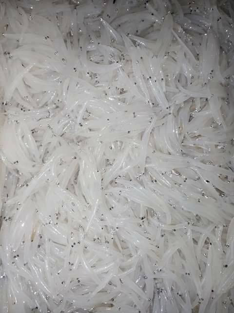 Do cơ thể trong suốt nên cá ngần còn được gọi là cá thủy tinh. Ảnh: FB Bi Vô Tâm.