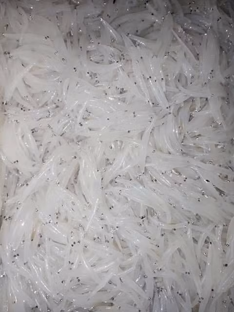 Do cơ thể trong suốt nên cá ngần còn được gọi là cá thủy tinh. Ảnh: FB Bi Vô Tâm.