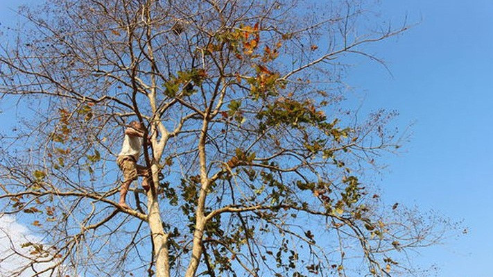 Đi lấy trứng kiến phải chọn ngày trời nắng. Ảnh: Baonghean.