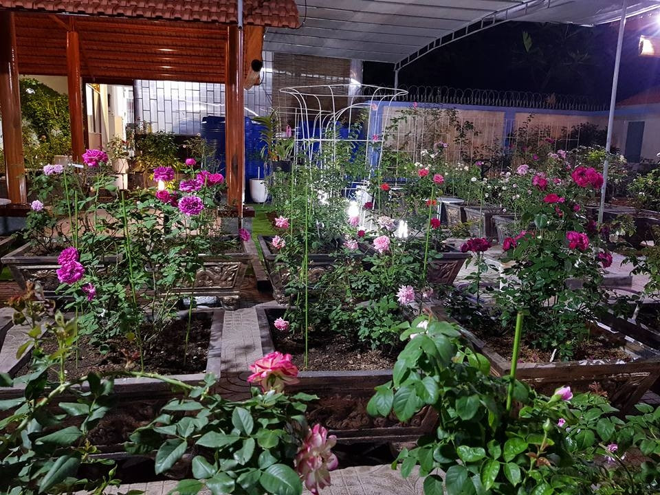 Khu vườn rực rỡ và thoảng nhẹ hương hoa hồng khi trời tối. Ảnh: ĐSPL.