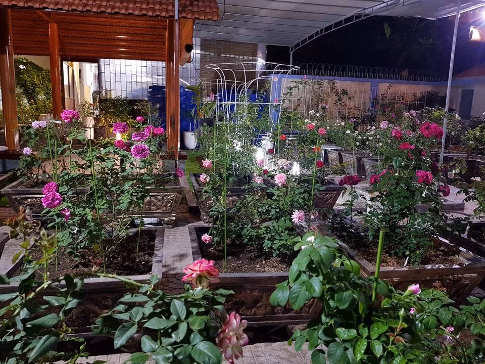 Khu vườn rực rỡ và thoảng nhẹ hương hoa hồng khi trời tối. Ảnh: ĐSPL.