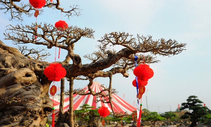 Cây sanh trăm tuổi của ông Hòa từng được định giá hàng triệu USD. Ành: VOV.