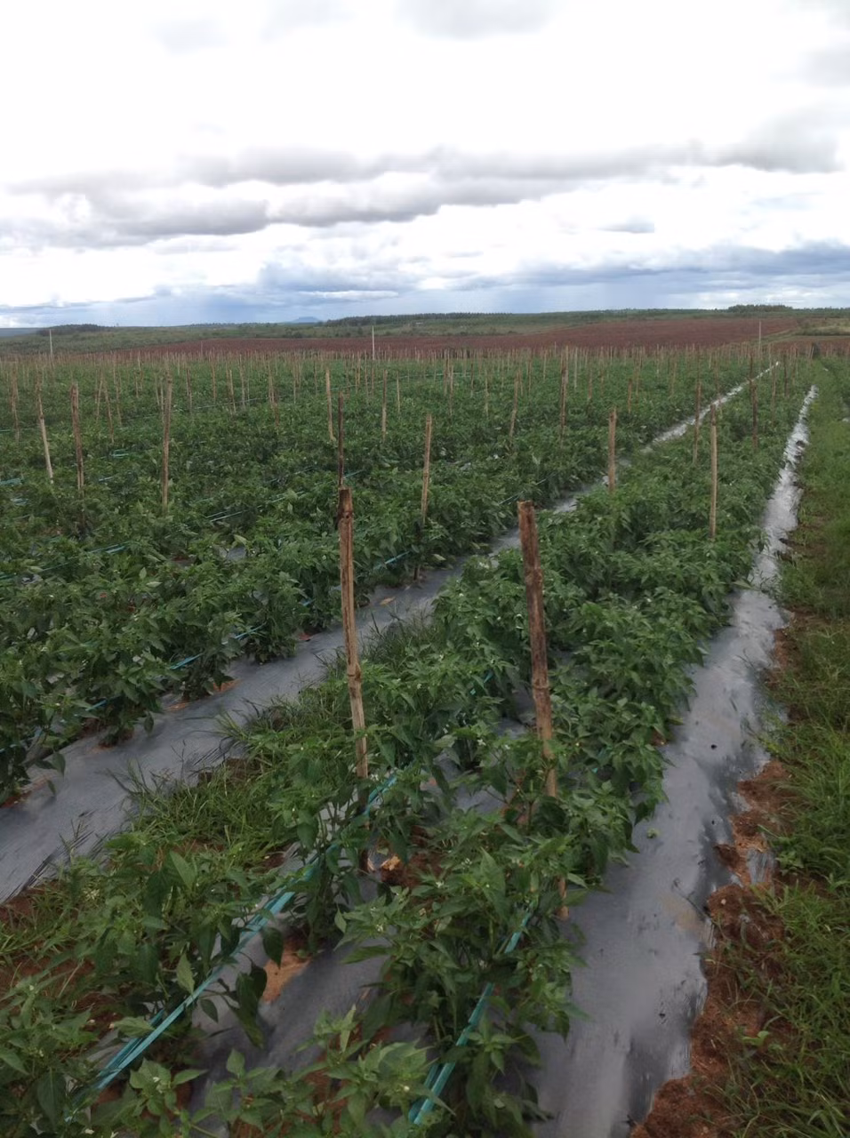 Hiện HAGL Agrico mở rộng vùng trồng ớt tại các nông trường có thổ nhưỡng phù hợp như Rattanakiri (Campuchia), Hàm Rồng, Lơ Pang (Gia Lai)… lên 1.000 ha.