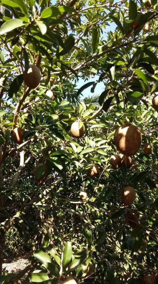 Do mang lại hiệu quả kinh tế cao nên diện tích trồng hồng xiêm ở Tiền Giang đang được mở rộng. Ảnh: Facebook.