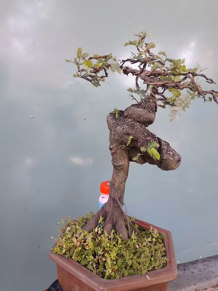 Bonsai me ấn tượng với thân xù xì, cành xoắn lại đẹp mắt. Ảnh: FB Dan Nguyen.