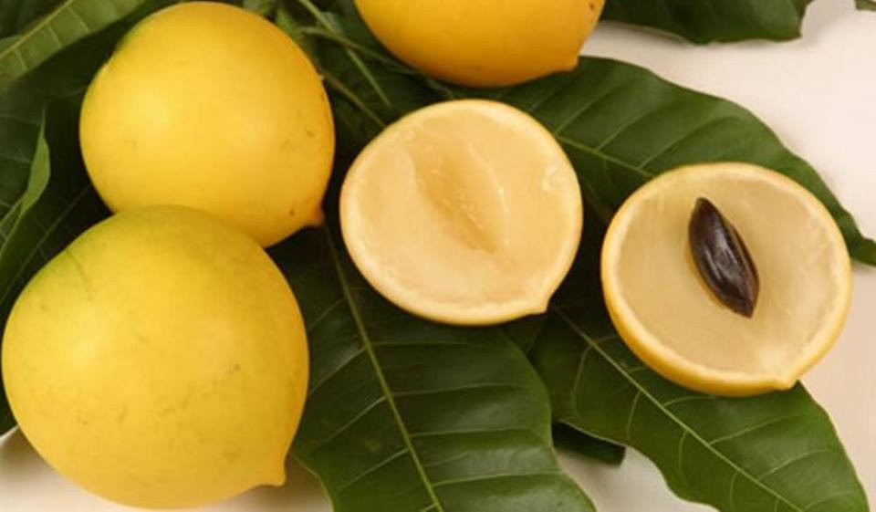 Khi bỏ đôi ra quả, vỏ vú sữa chỉ mỏng 2mm, bên trong chứa duy nhất 1 hạt nhỏ xíu. Ảnh: Facebook.