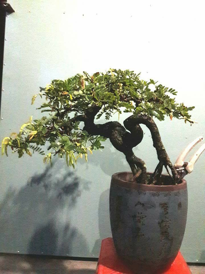 Me mini già với dáng uốn đầy nghệ thuật. Ảnh: FB Dan Nguyen.