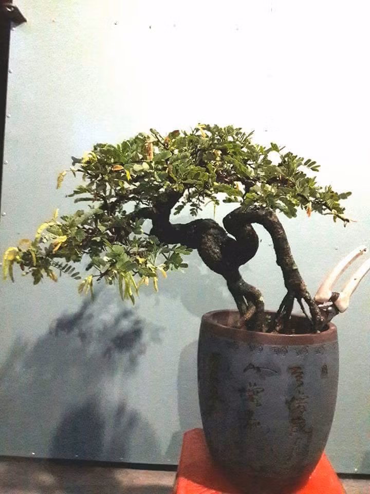 Me mini già với dáng uốn đầy nghệ thuật. Ảnh: FB Dan Nguyen.